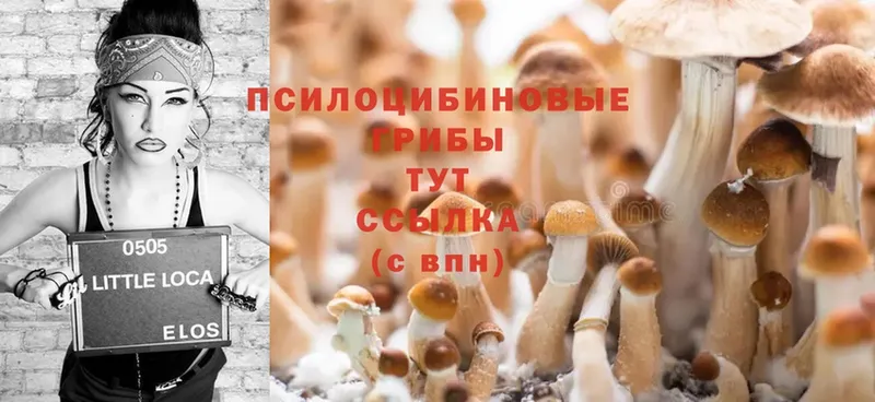 наркота  Данков  Псилоцибиновые грибы Cubensis 